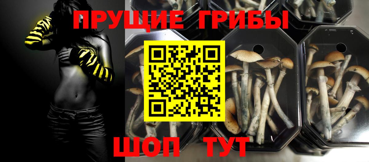 Галлюциногенные грибы Psilocybine cubensis Джанкой